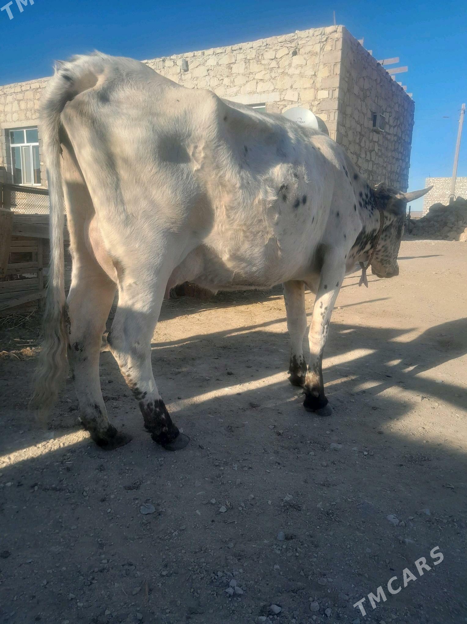 göleli sygyr - Джебел - img 3