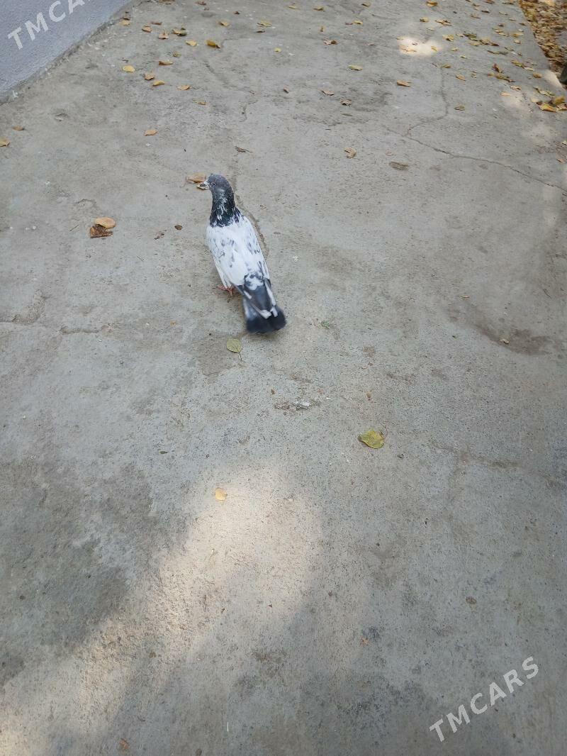 kepderi - Ашхабад - img 3