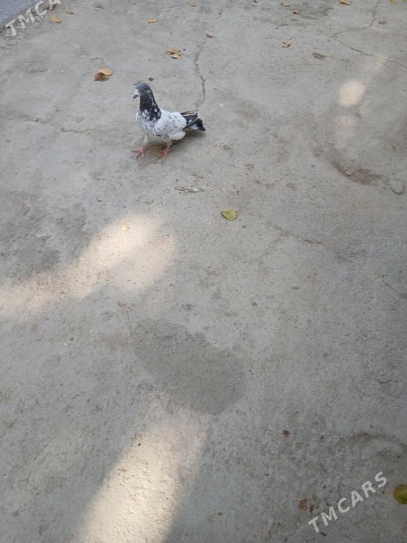 kepderi - Ашхабад - img 4