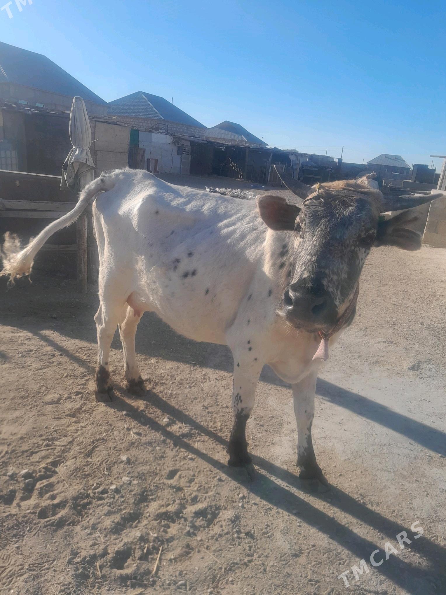 göleli sygyr - Джебел - img 1