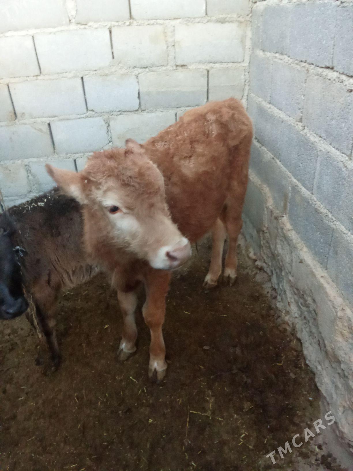 Okuzce - Gyzylarbat - img 2