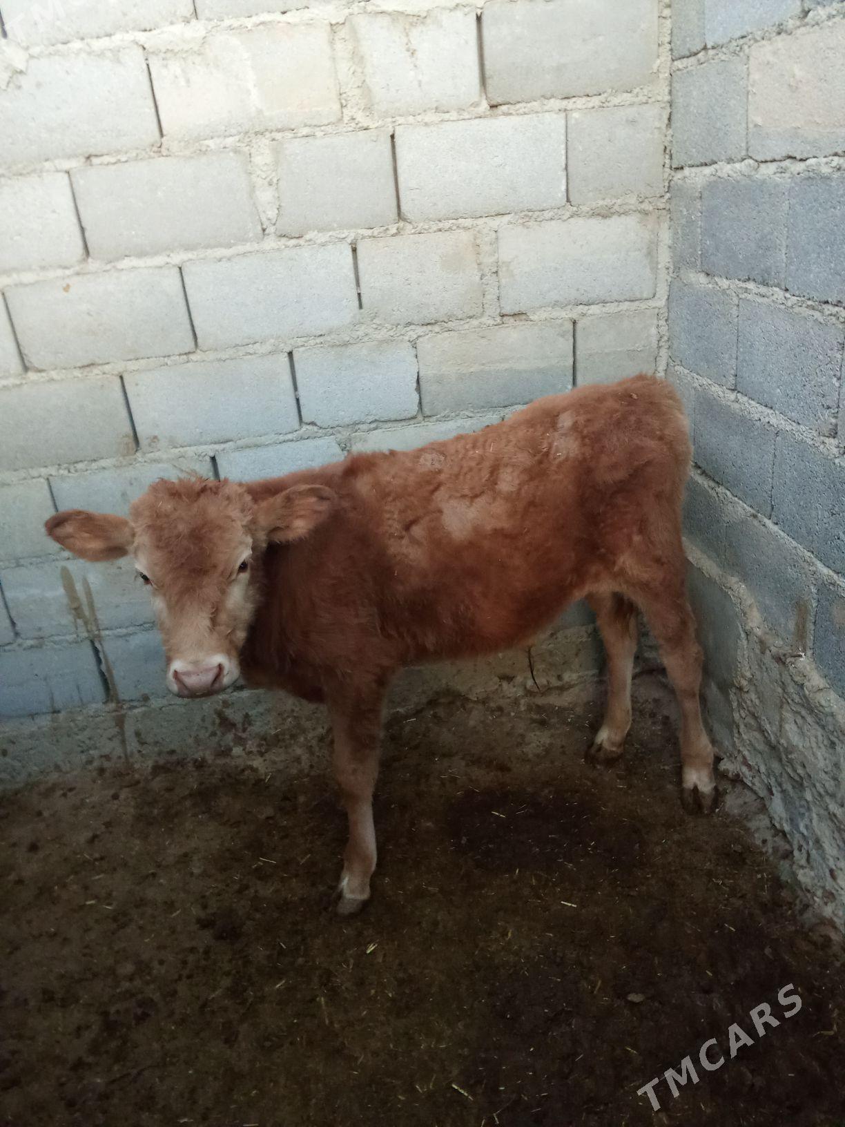 Okuzce - Gyzylarbat - img 3