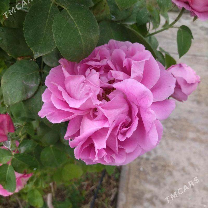 Miweli NAHAL bezeg - Täze zaman - img 10