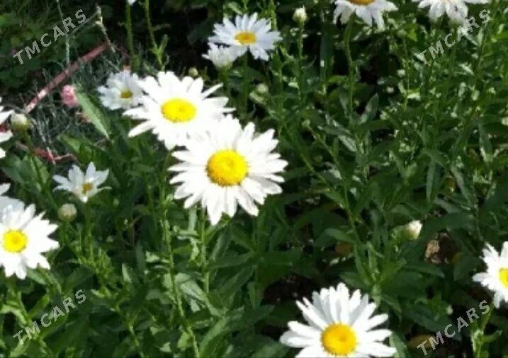 Miweli NAHAL bezeg - Täze zaman - img 9