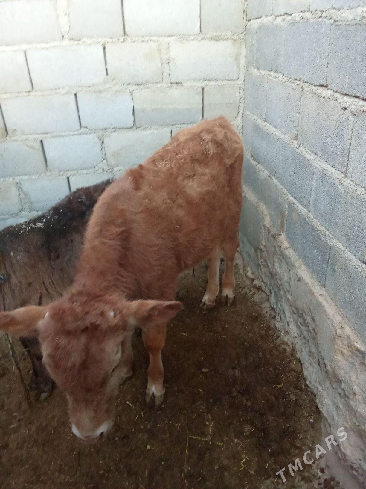 Okuzce - Gyzylarbat - img 4