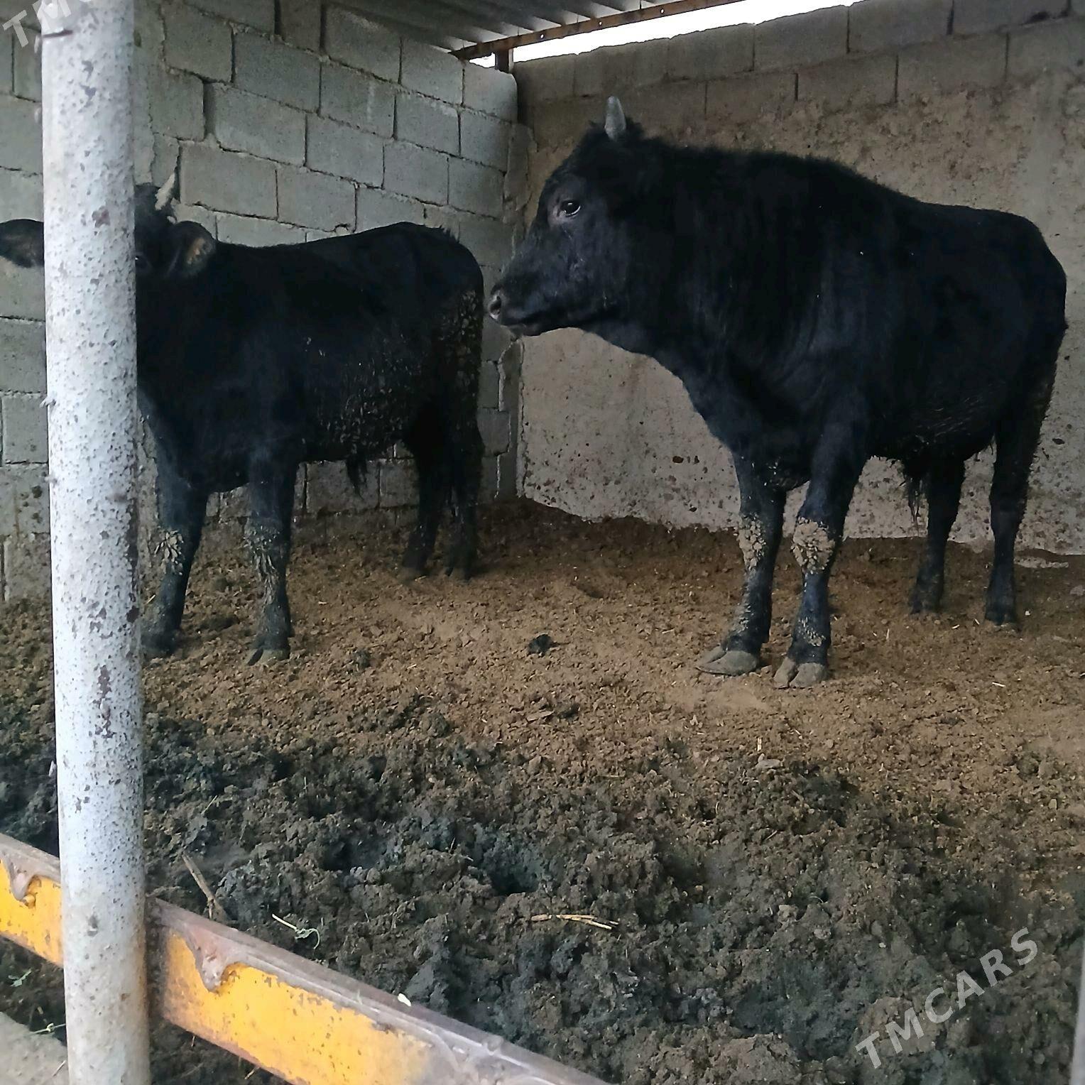 öküz 2sany - Änew - img 3