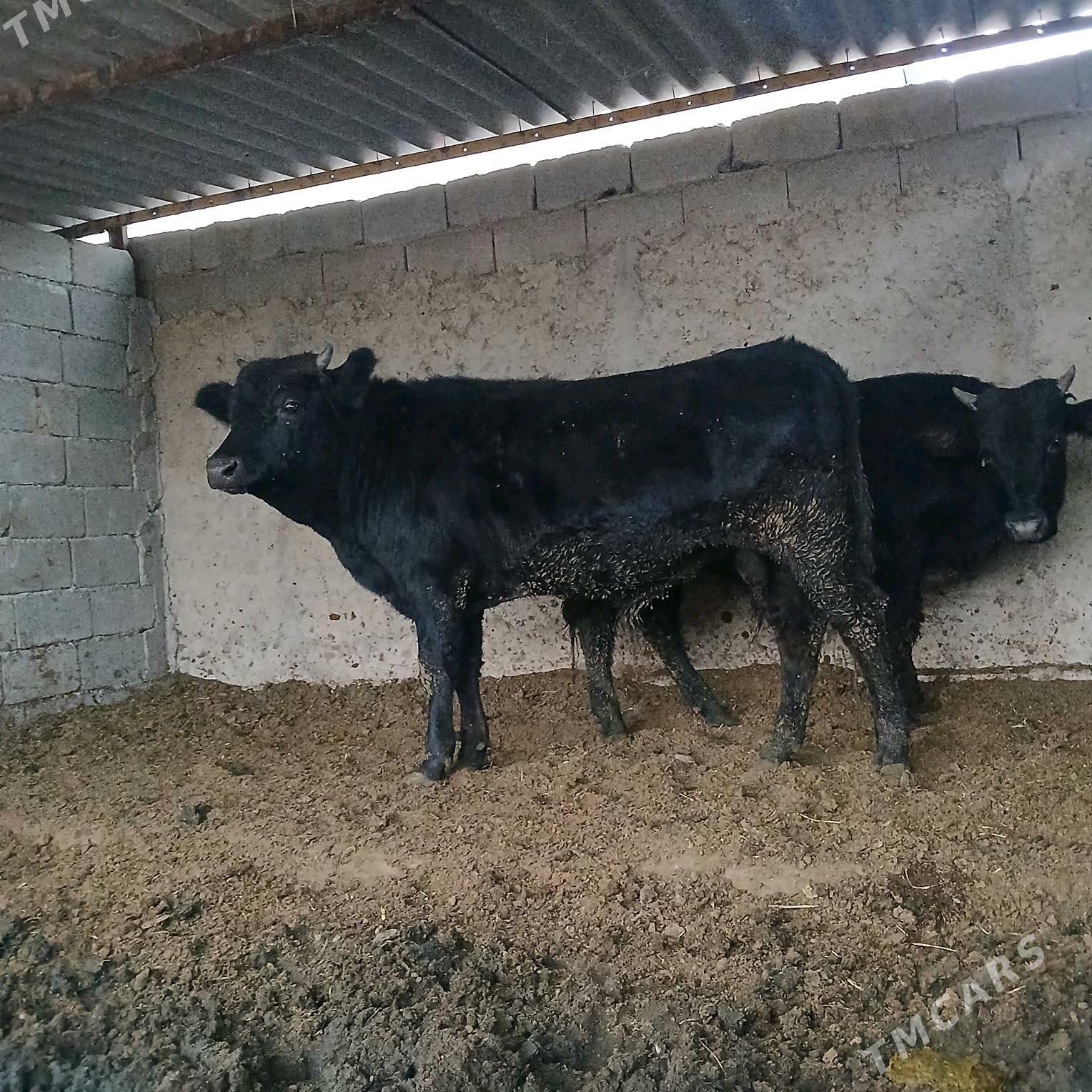 öküz 2sany - Änew - img 9