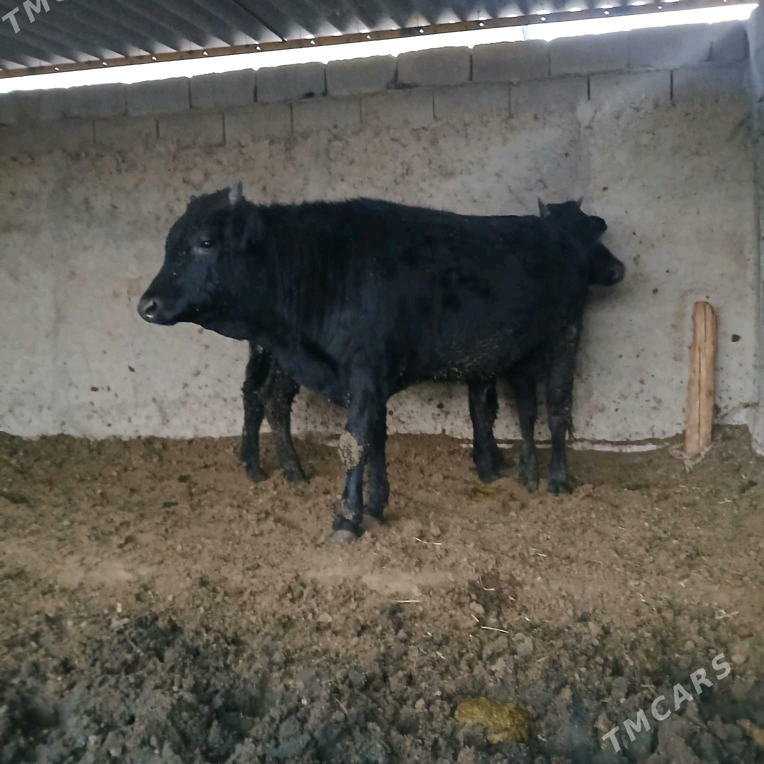 öküz 2sany - Änew - img 10