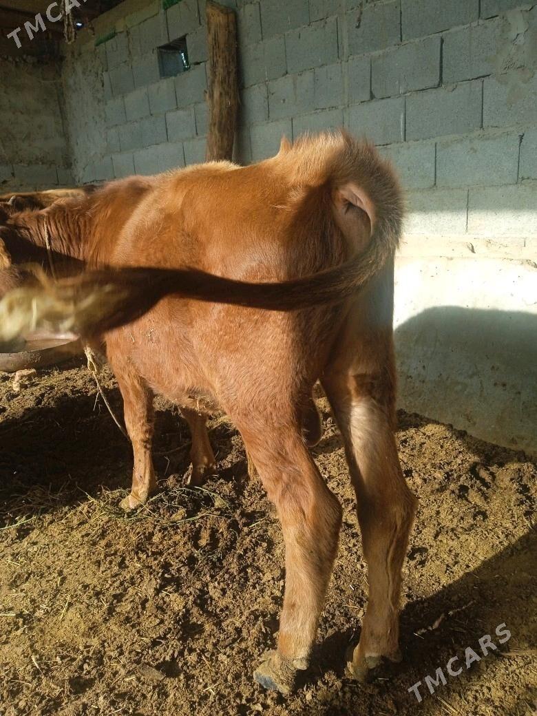 okuz - Бахарден - img 4