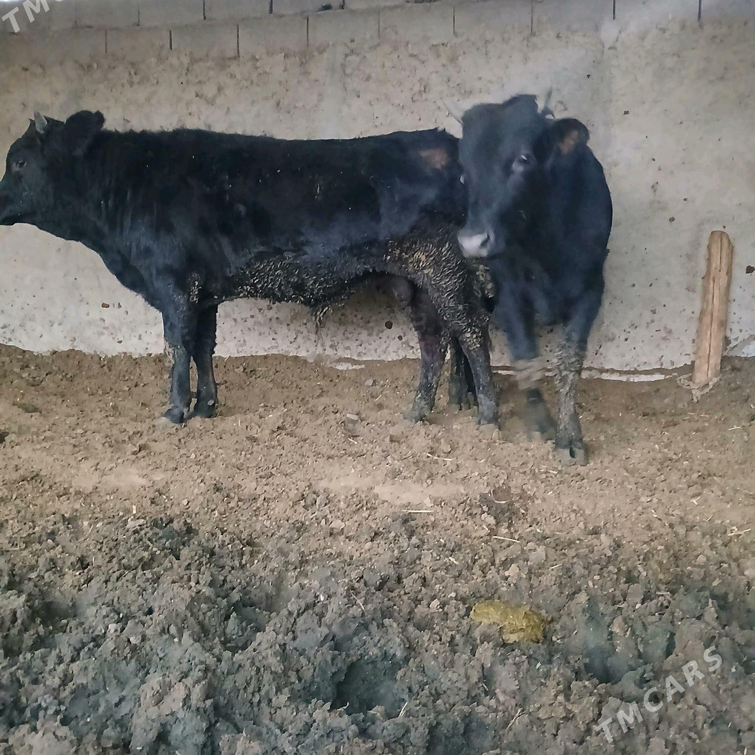 öküz 2sany - Änew - img 7