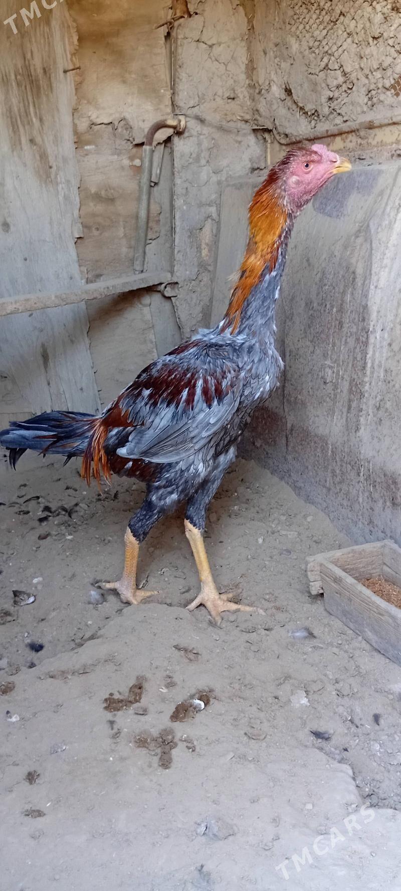 Bayes juyje - Baýramaly - img 1