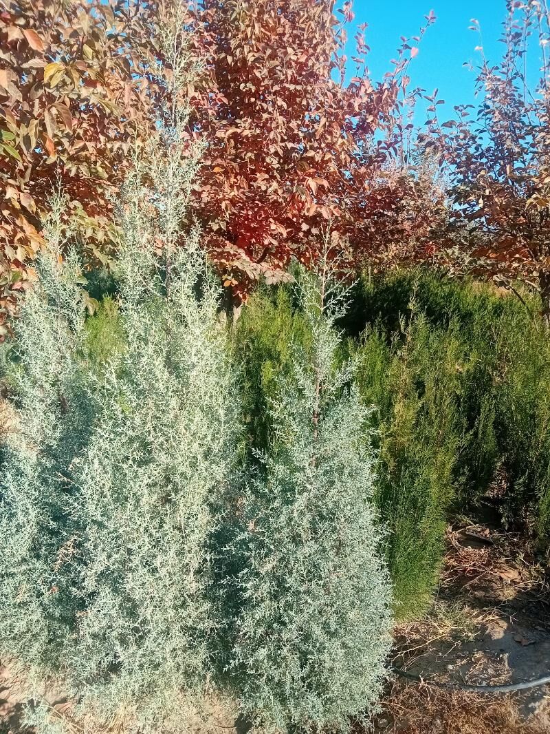 bag tuya arizona yolka туя ёлка аризонский кипарис  туя перемедальный туя золотистый - Aşgabat - img 8