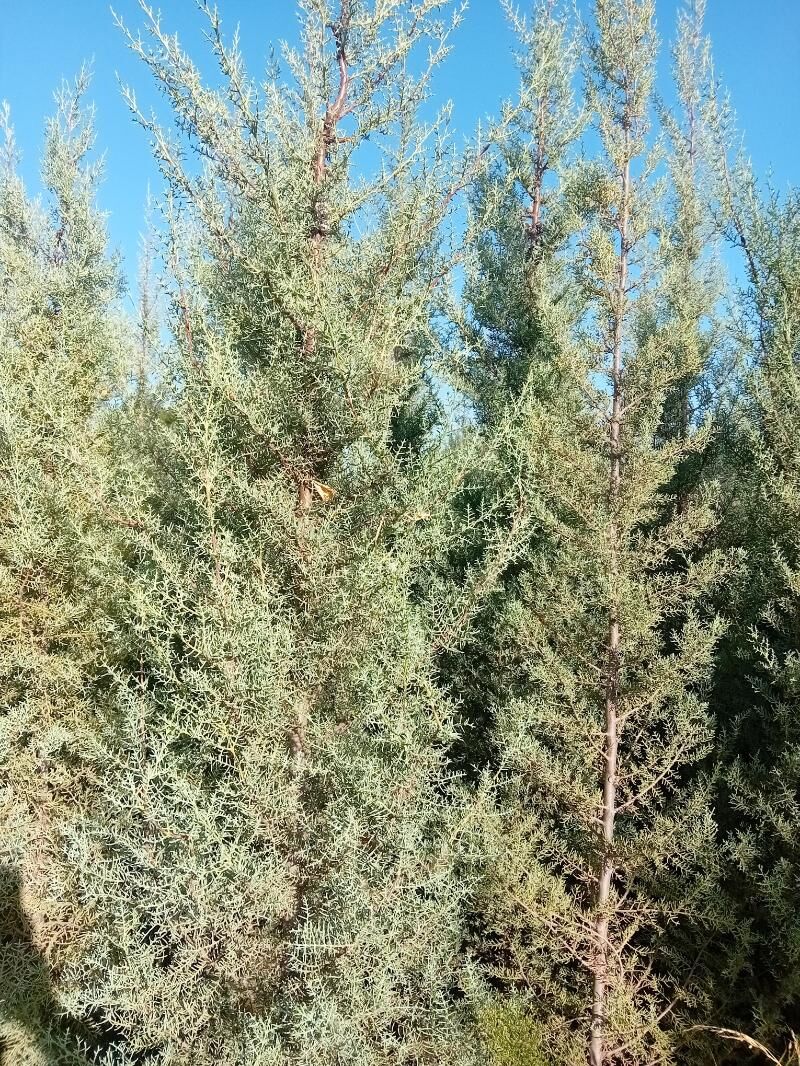 bag tuya arizona yolka туя ёлка аризонский кипарис  туя перемедальный туя золотистый - Aşgabat - img 9