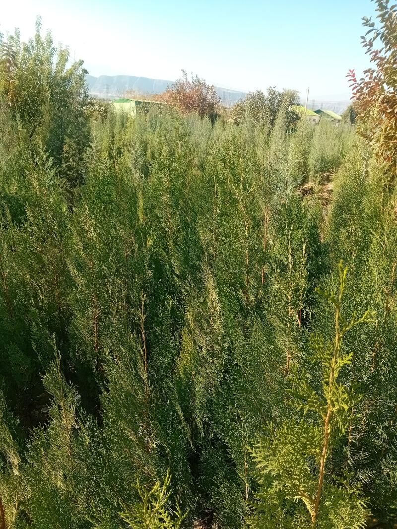 bag tuya arizona yolka туя ёлка аризонский кипарис  туя перемедальный туя золотистый - Aşgabat - img 2