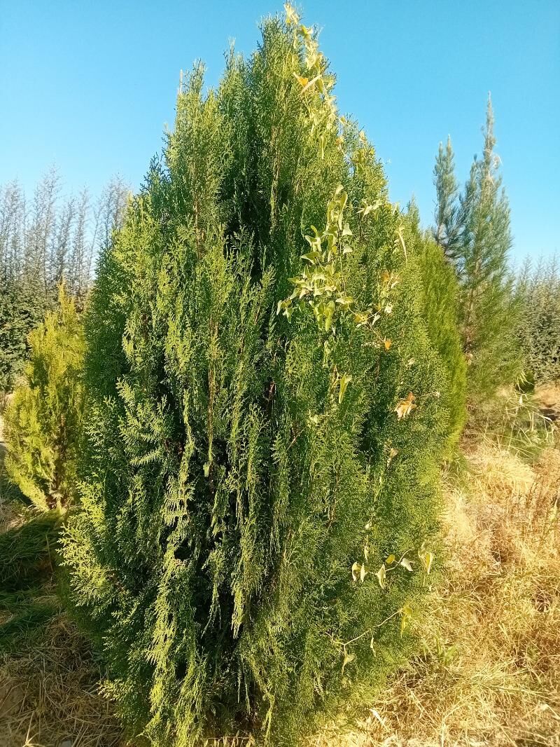 bag tuya arizona yolka туя ёлка аризонский кипарис  туя перемедальный туя золотистый - Aşgabat - img 7