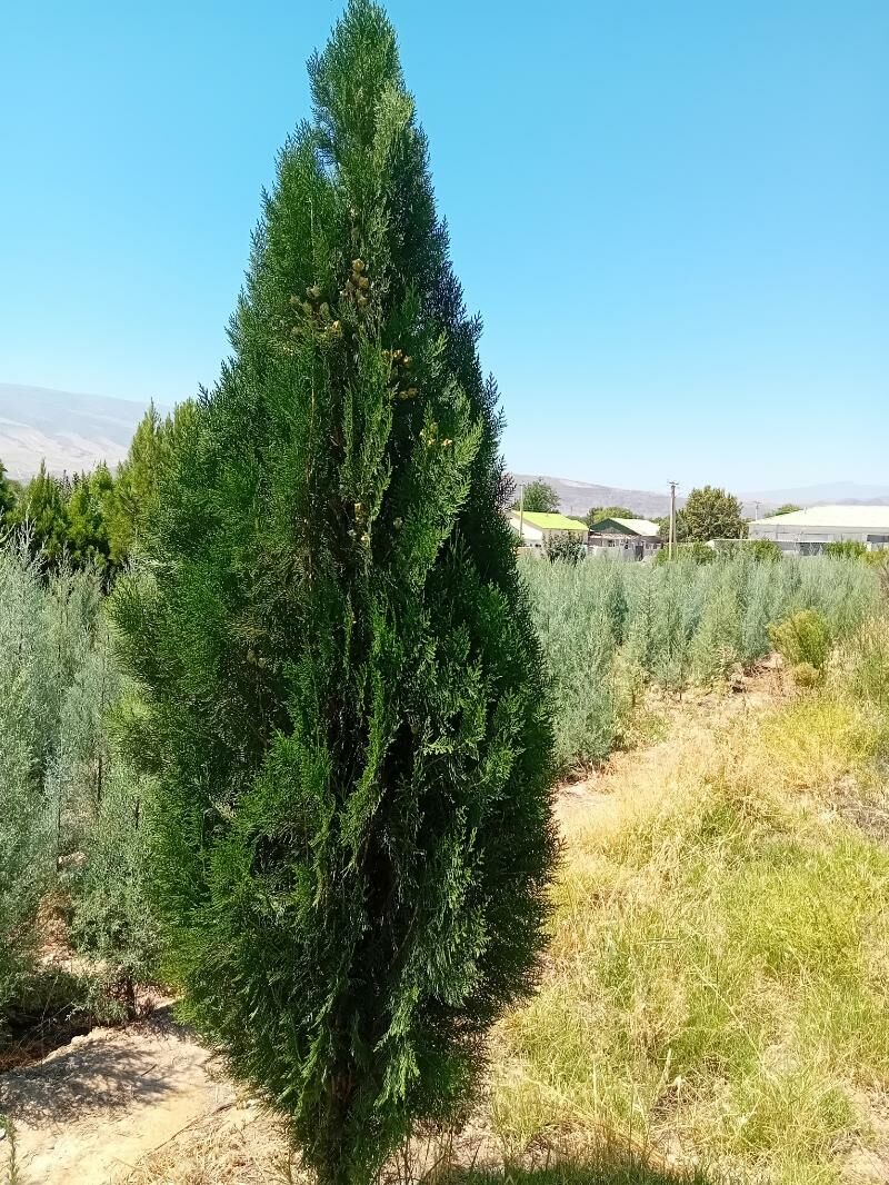 bag tuya arizona yolka туя ёлка аризонский кипарис  туя перемедальный туя золотистый - Aşgabat - img 10