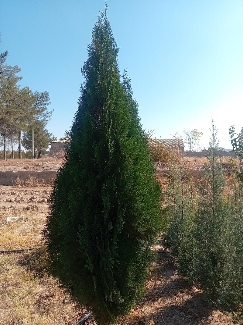 bag tuya arizona yolka туя ёлка аризонский кипарис  туя перемедальный туя золотистый - Aşgabat - img 3