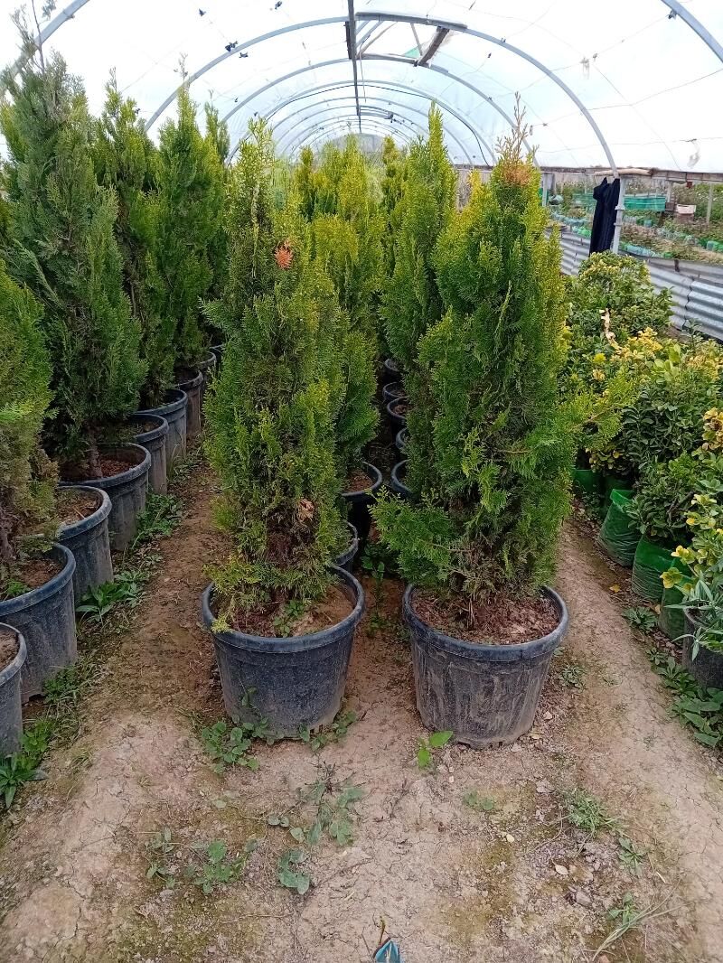 bag tuya arizona yolka туя ёлка аризонский кипарис  туя перемедальный туя золотистый - Aşgabat - img 6