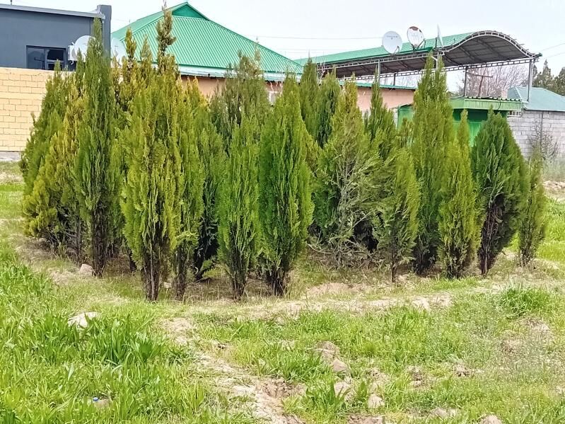 bag tuya arizona yolka туя ёлка аризонский кипарис  туя перемедальный туя золотистый - Aşgabat - img 5