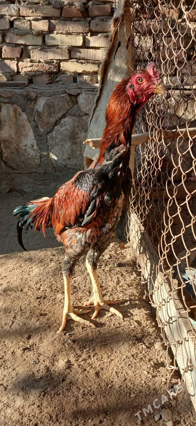 baysok horaz - Ходжамбаз - img 2