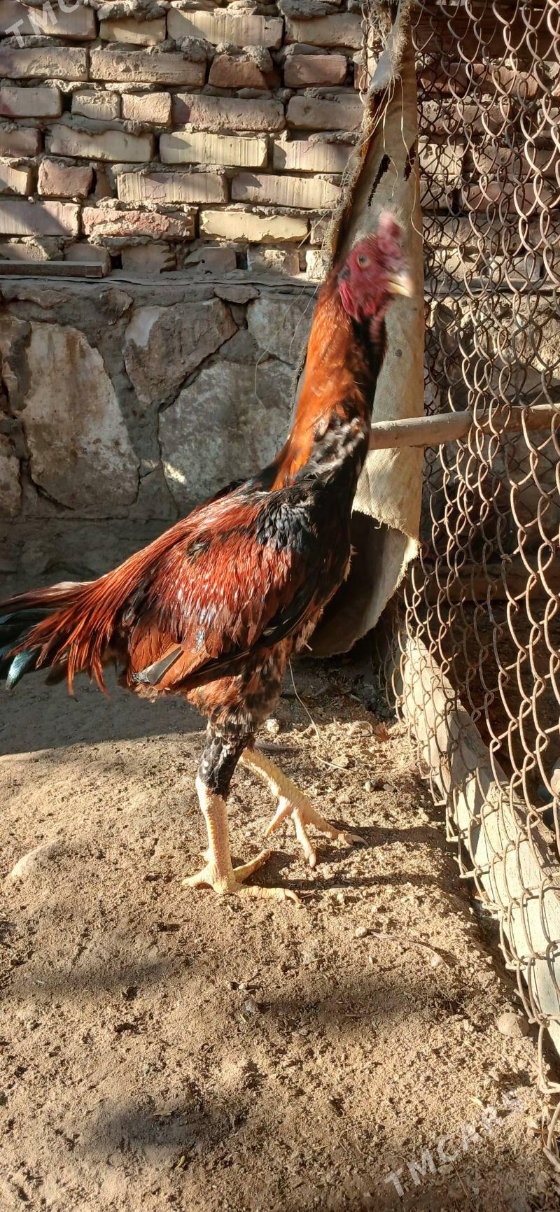 baysok horaz - Ходжамбаз - img 3