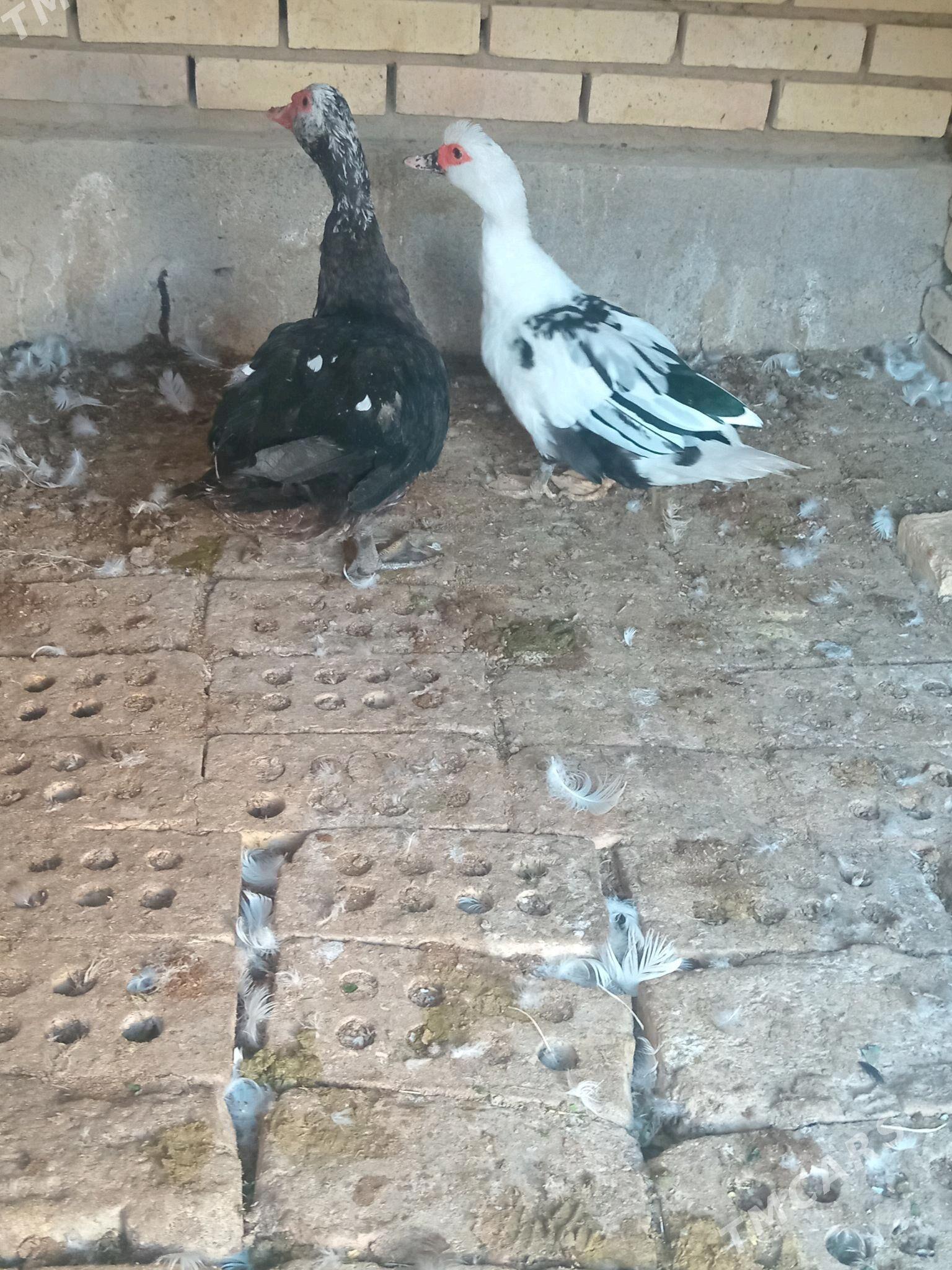 indawutga - Mary - img 2