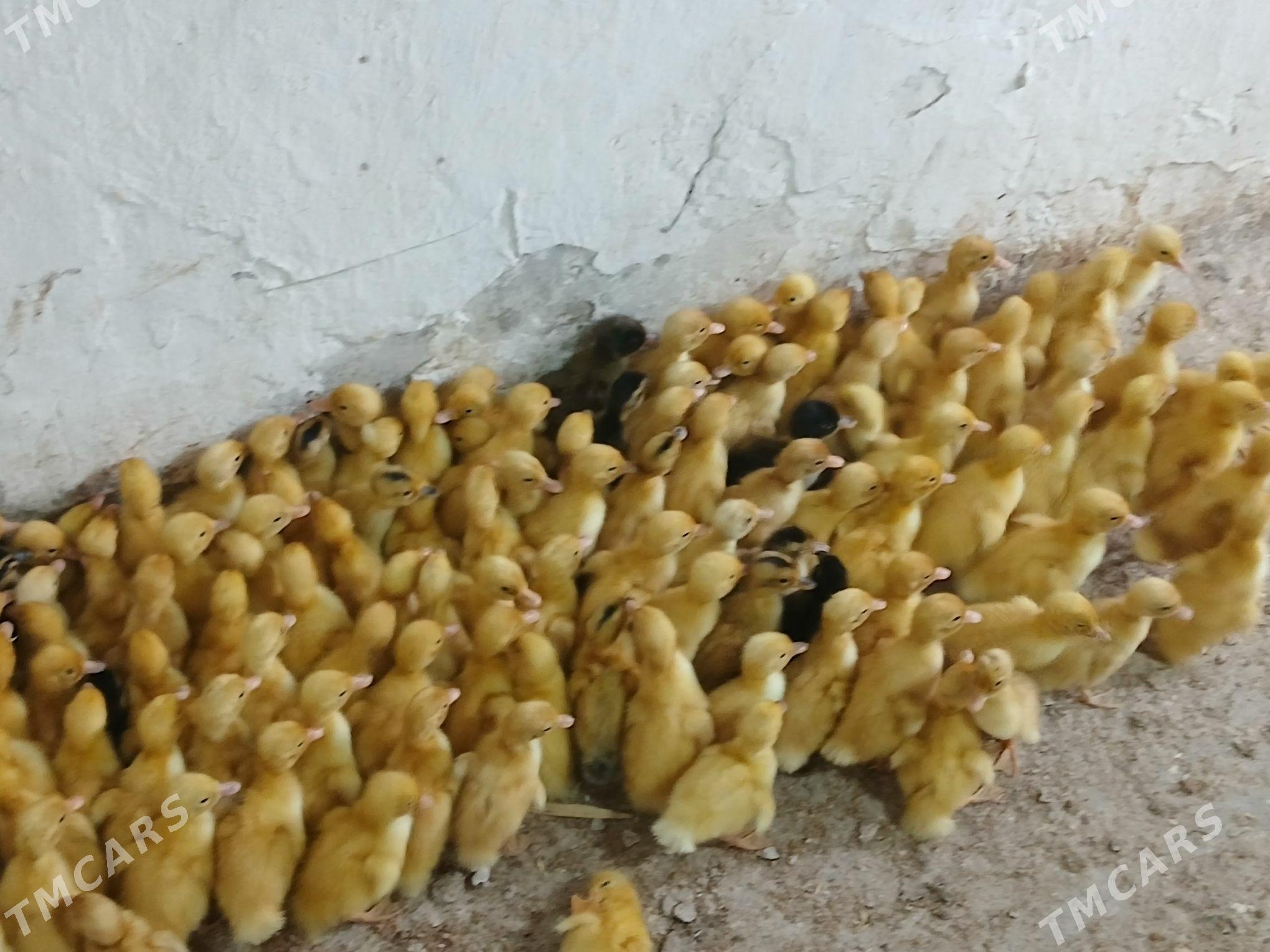 gak gak juje - Gökje - img 1