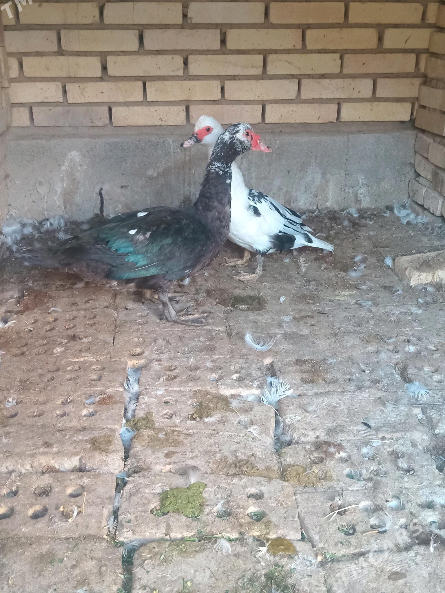 indawutga - Mary - img 3