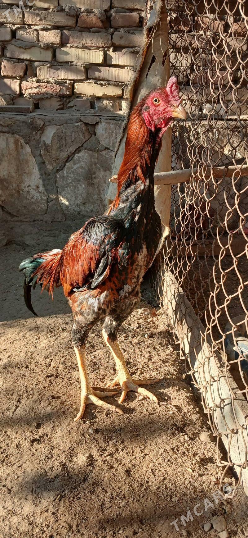 baysok horaz - Hojambaz - img 1