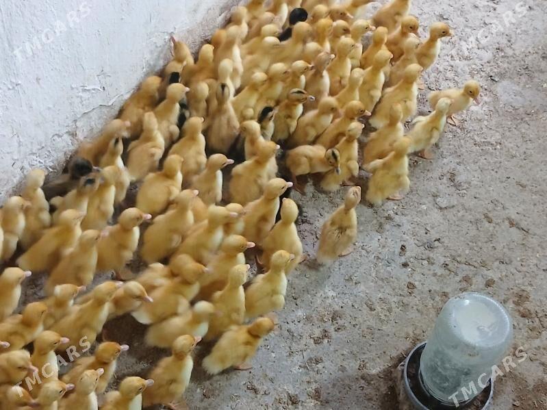 gak gak juje - Gökje - img 2