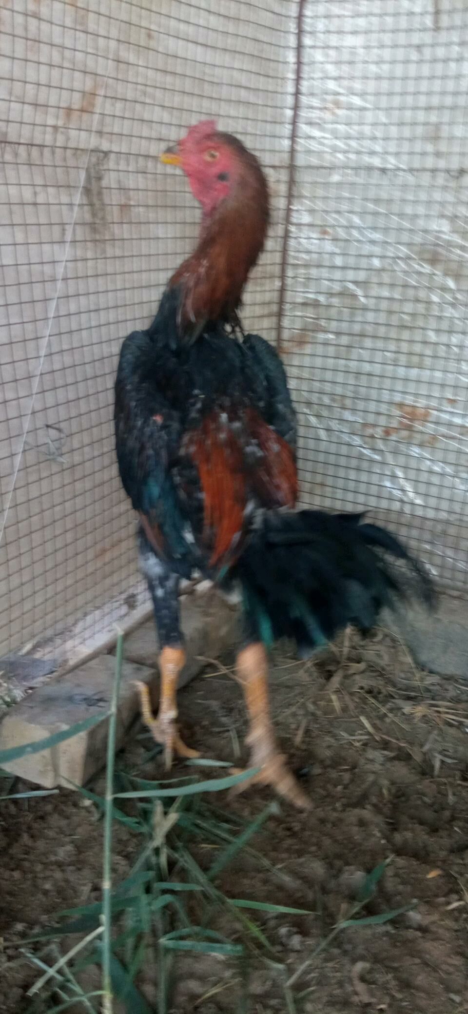 майски жужуе - Чарджоу - img 4