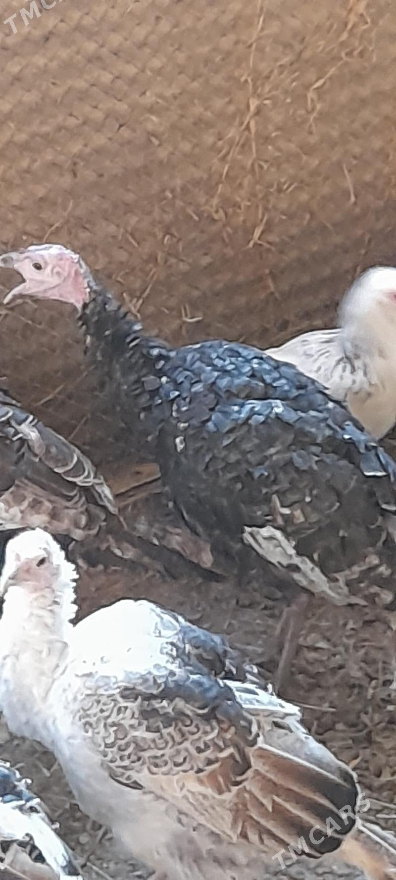 induk - Bäherden - img 3