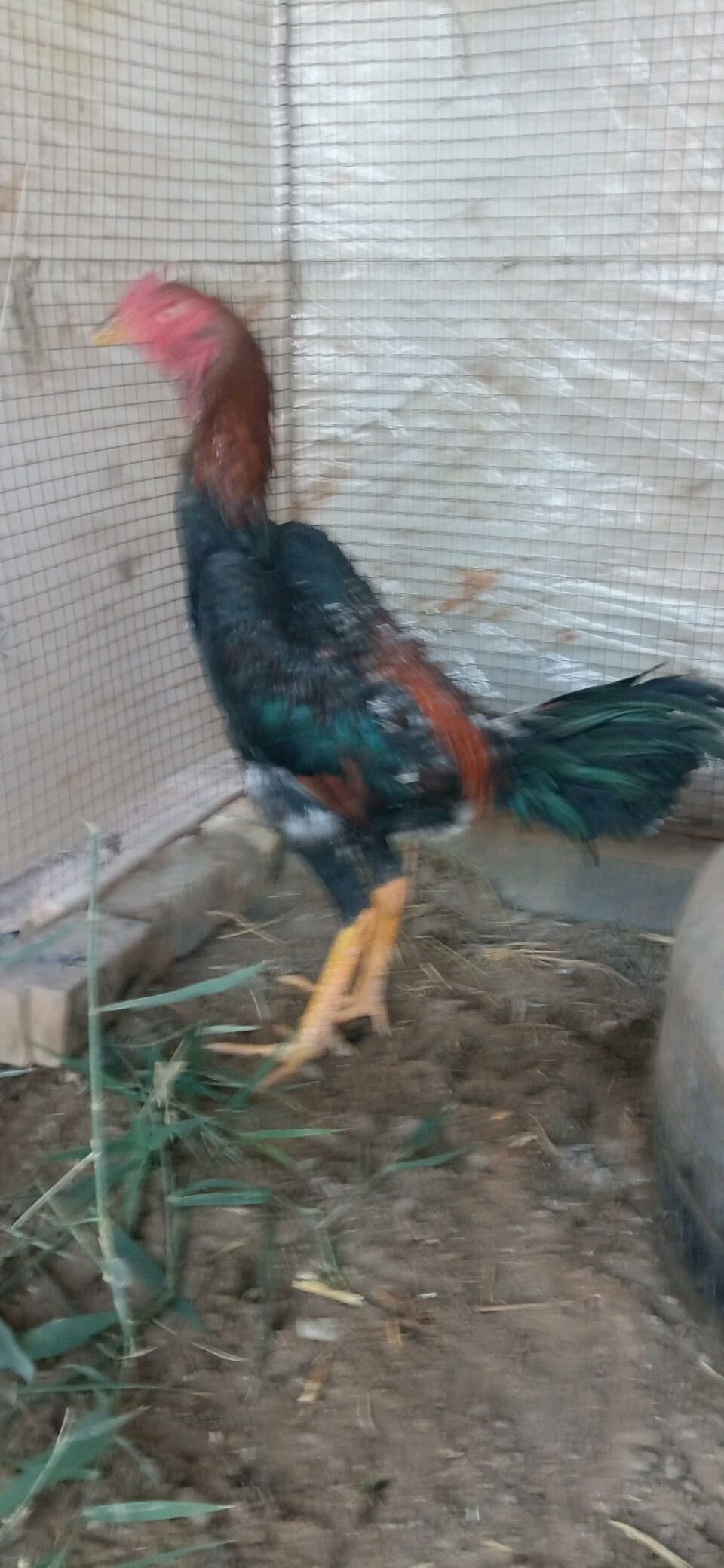 майски жужуе - Чарджоу - img 5