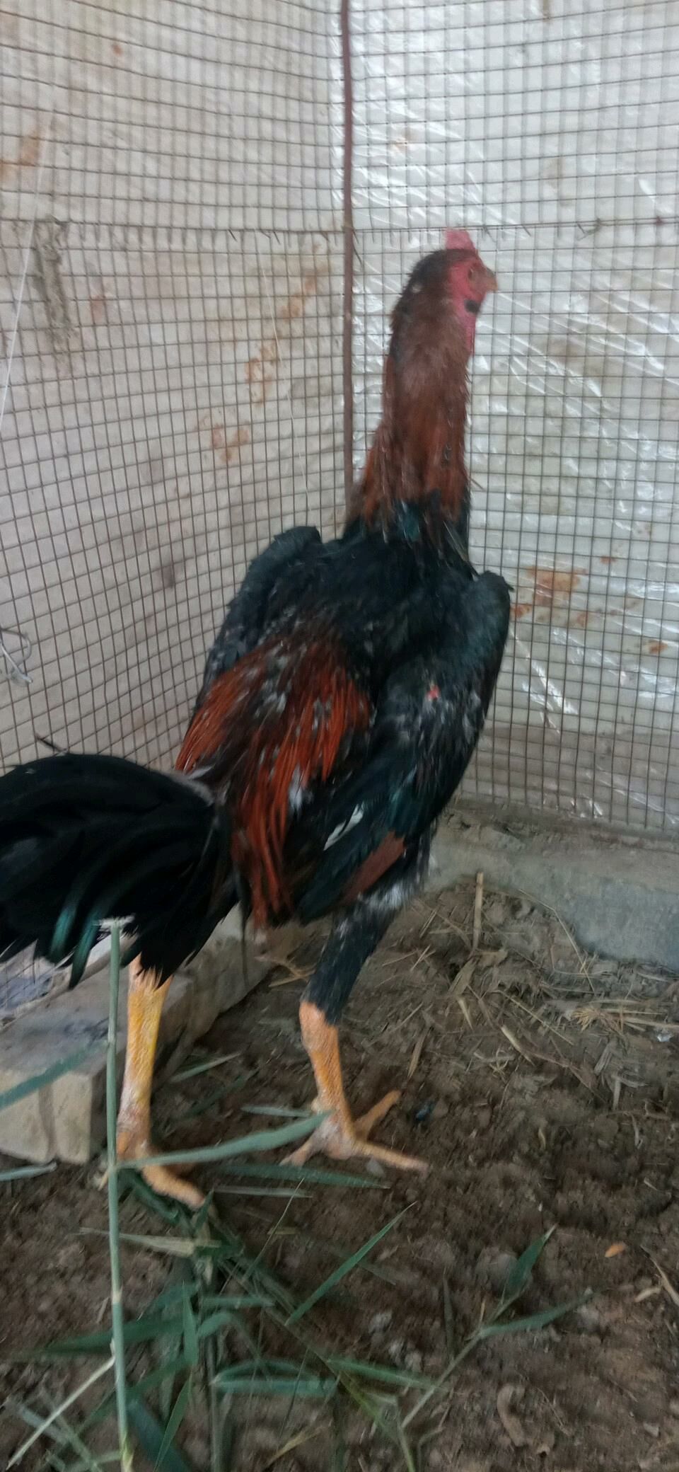 майски жужуе - Чарджоу - img 3