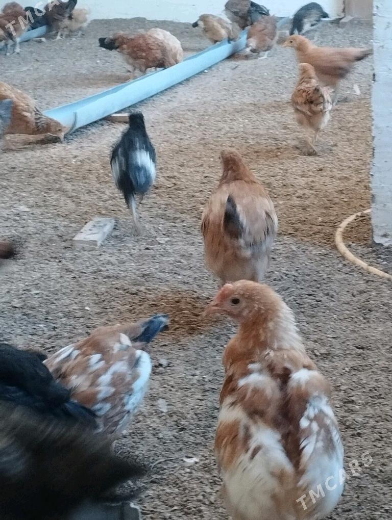 3ay bolan juyjeler - Гёкдепе - img 2