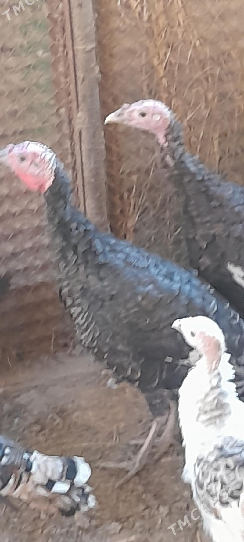 induk - Bäherden - img 1