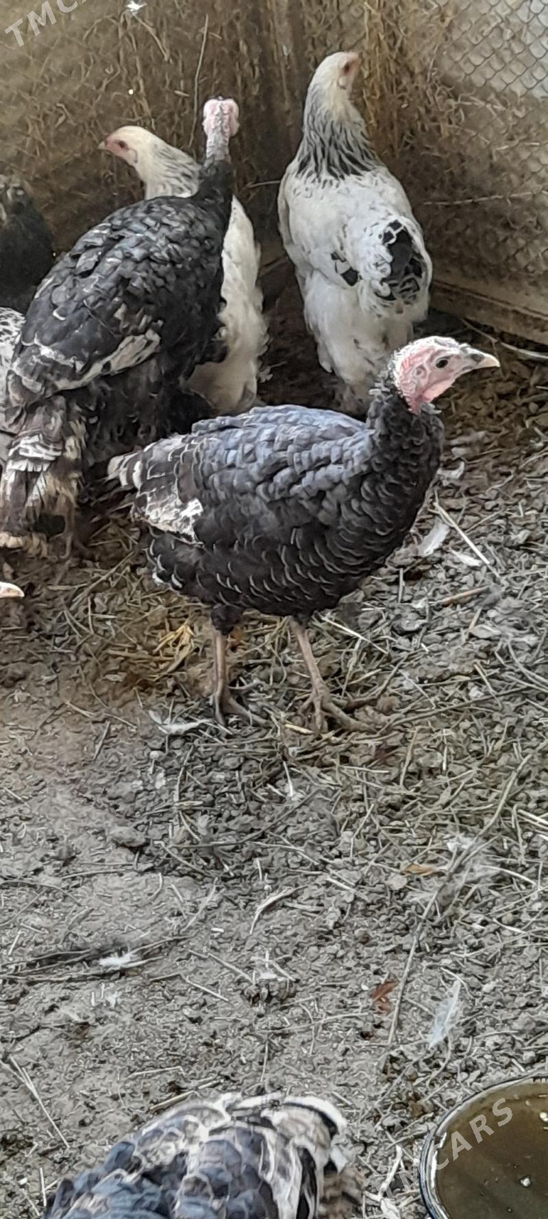 induk - Bäherden - img 2