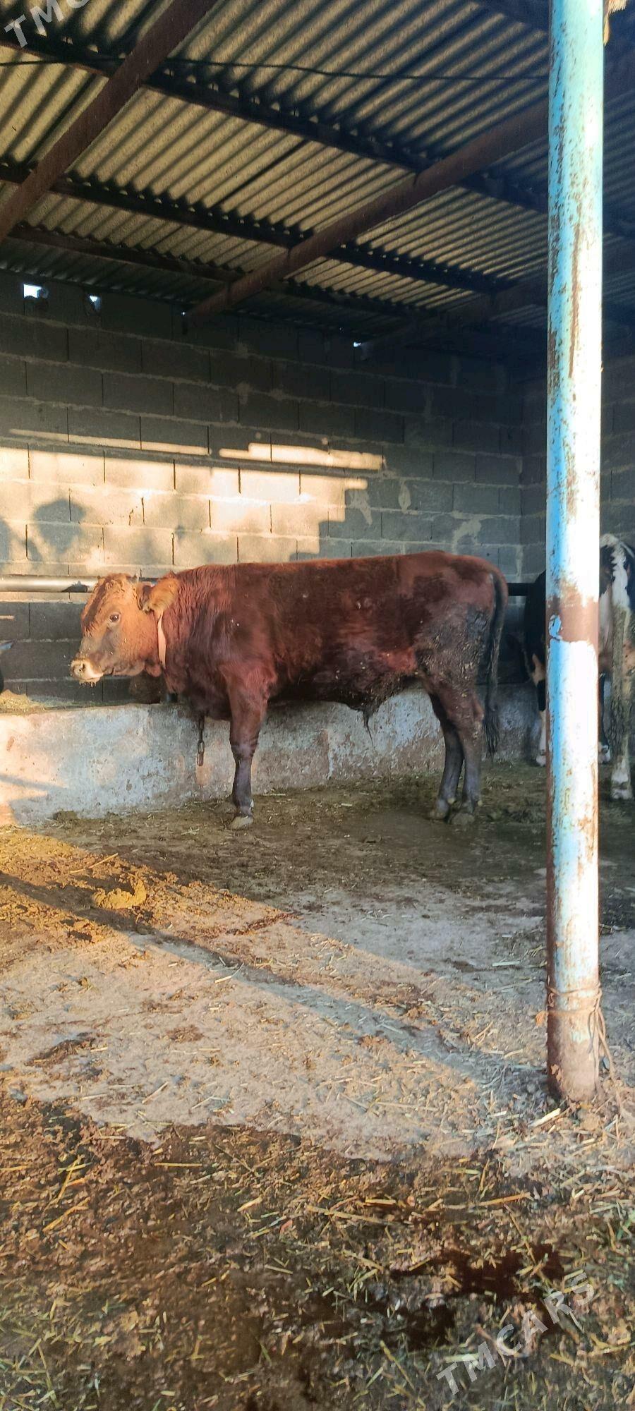 okuz 6 sani - Бахарден - img 4