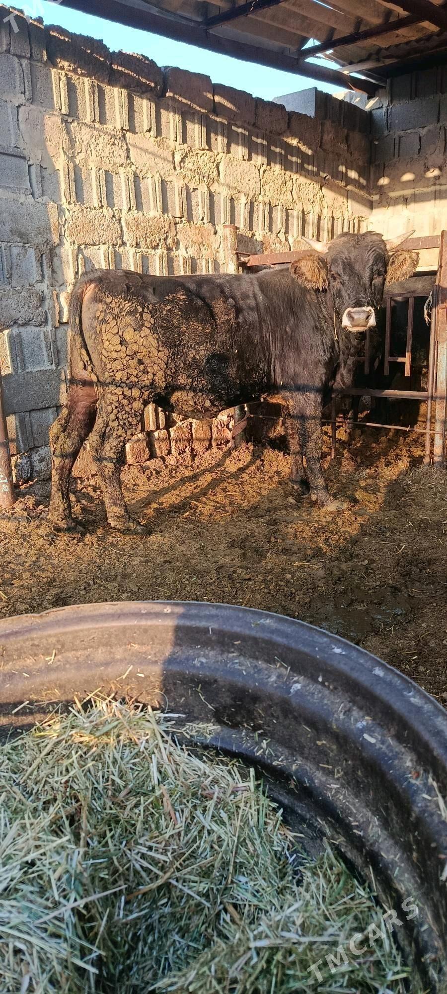 okuz 6 sani - Бахарден - img 6