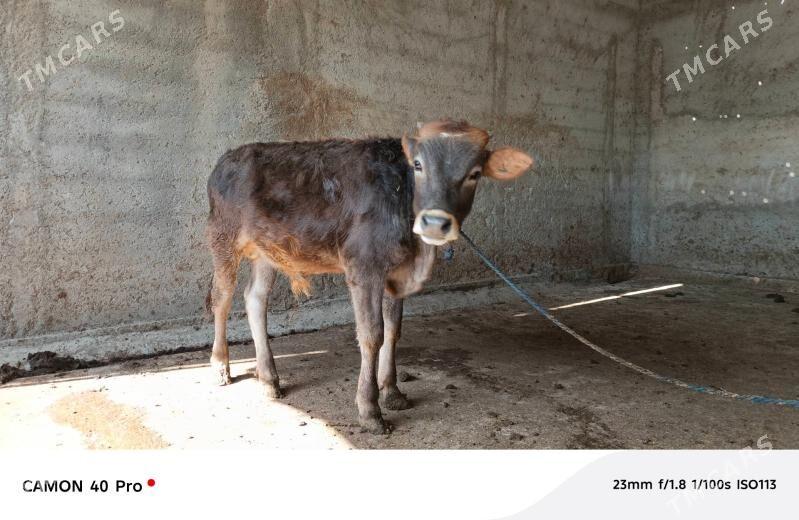 Öküzçe - Ашхабад - img 3