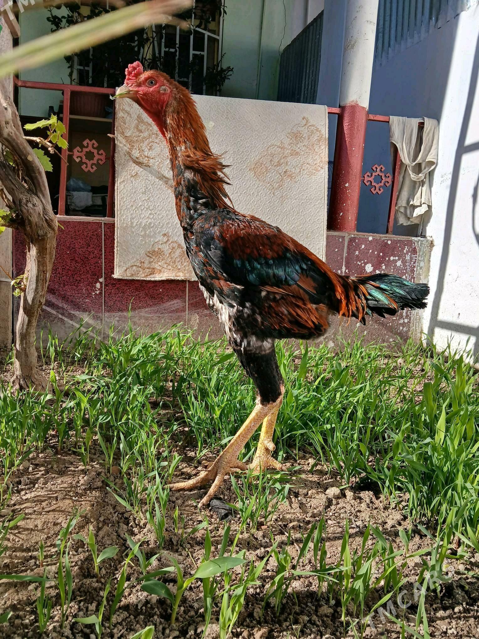 Horaz - Balkanabat - img 3