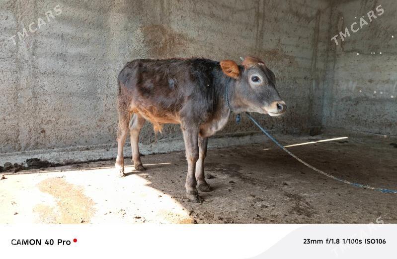 Öküzçe - Ашхабад - img 2