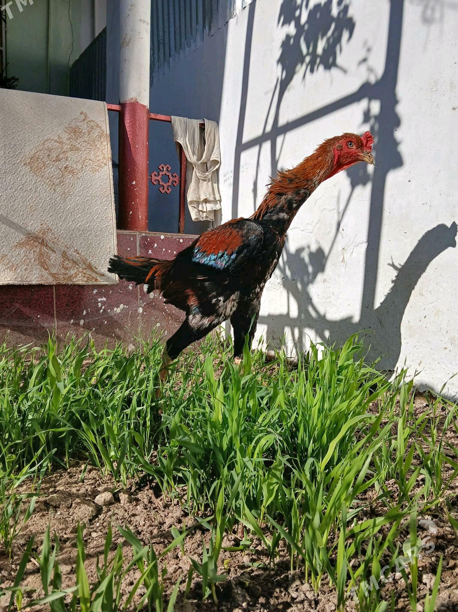 Horaz - Balkanabat - img 4