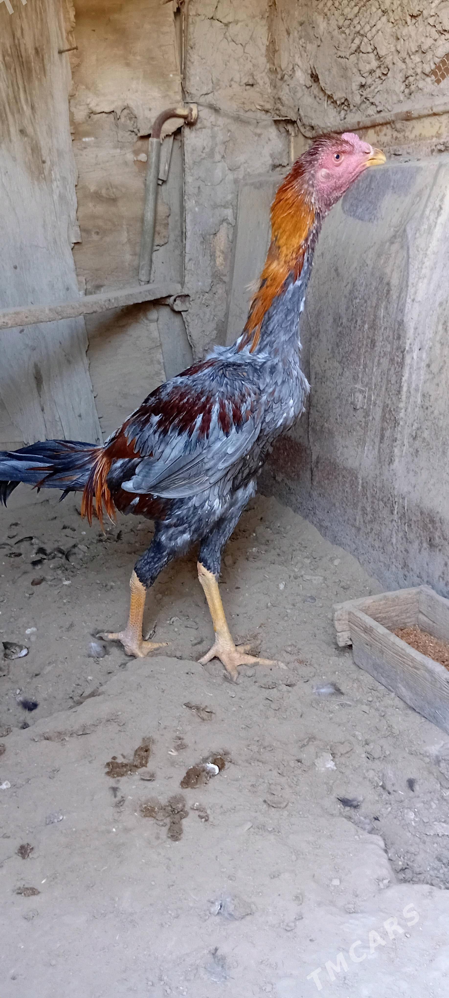 Bayes juyje - Baýramaly - img 2