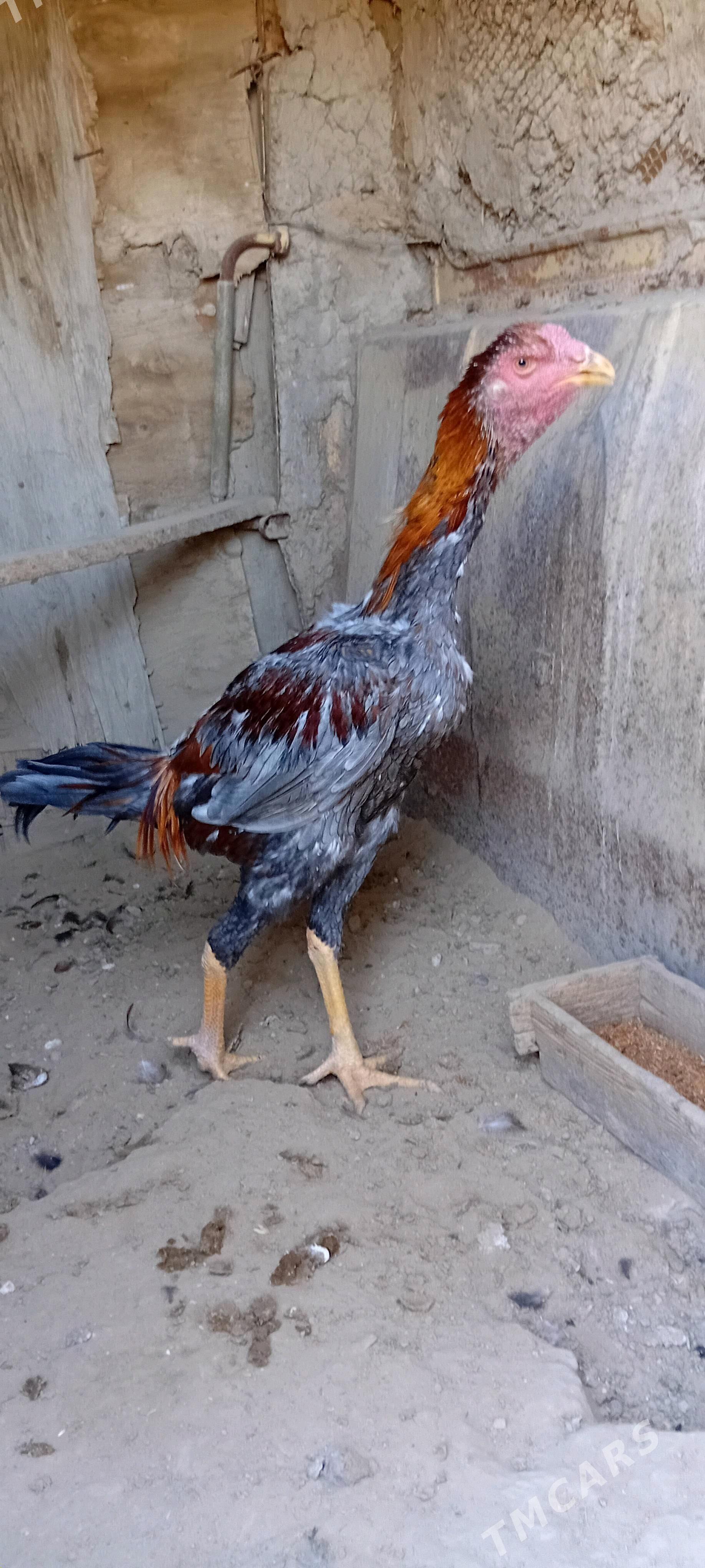 Bayes juyje - Baýramaly - img 3