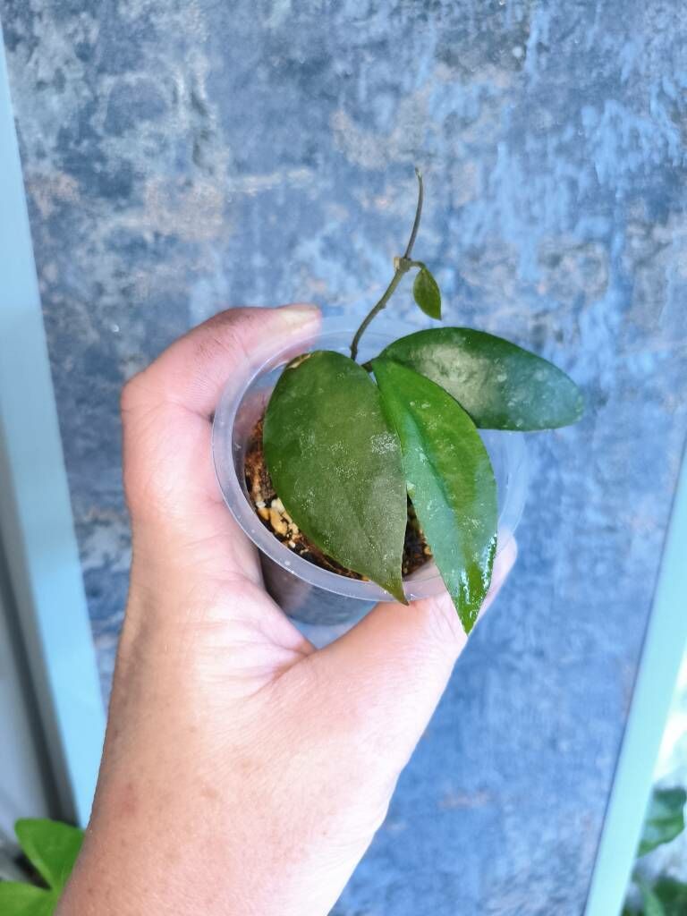 хойи - Parahat 7 - img 5