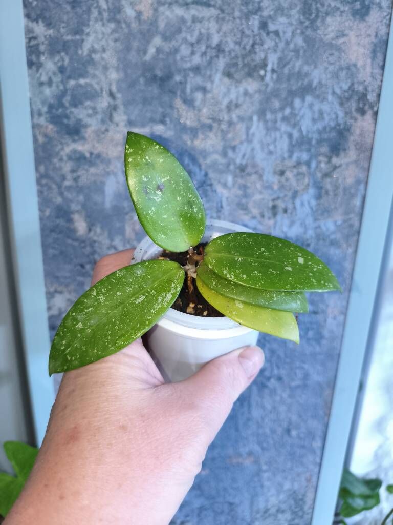 хойи - Parahat 7 - img 6