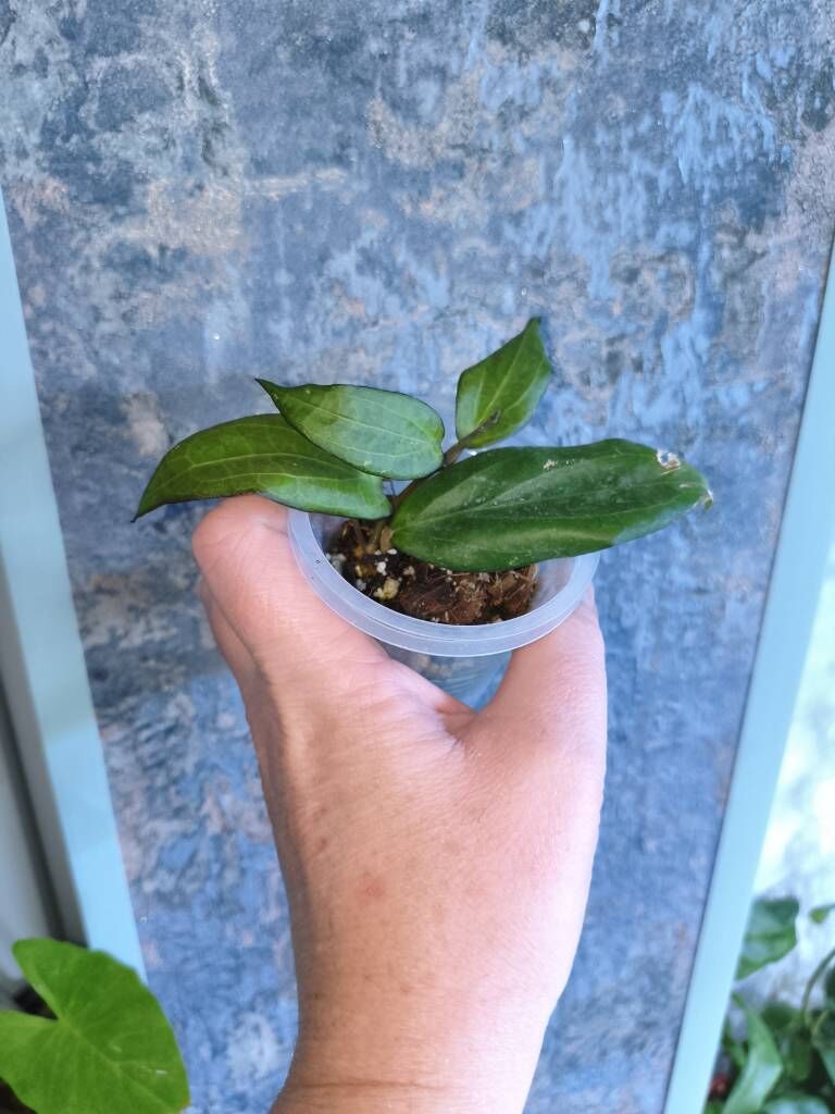 хойи - Parahat 7 - img 3