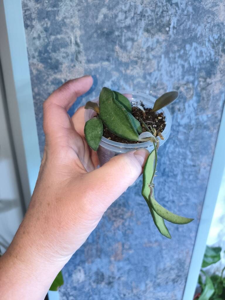 хойи - Parahat 7 - img 4