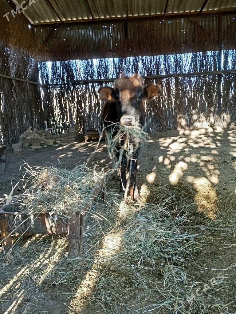 öküzçe - Sakarçäge - img 2